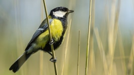 Bird Yellow Lake - Free photo on Pixabay - Pixabay Bird Yellow Lake - Free photo on Pixabay