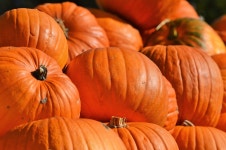 Pumpkin Fruit Orange - Free photo on Pixabay - Pixabay Pumpkin Fruit Orange - Free photo on Pixabay