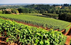 Grapes Vineyard Agriculture - Free photo on Pixabay