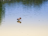 Duck Lake Nature - Free photo on Pixabay