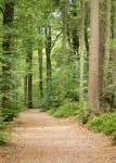 Forest Nature Path - Free photo on Pixabay