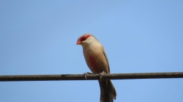 조류 자연 동물 열 대 새 - Pixabay의 무료 사진