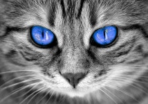Cat Eyes - Free photo on Pixabay
