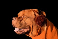 Dog Earmuffs Fun - Free photo on Pixabay