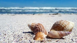 Shells Shell Sand - Free photo on Pixabay