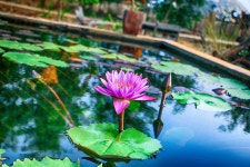 4개 이상 무료 Shapla Ful 및 에어로빅 사진 - Pixabay