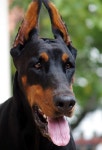 Doberman Head Dog - Free photo on Pixabay
