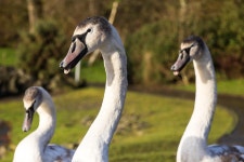10,000개 이상 무료 Swan Group 및 자연 사진 - Pixabay
