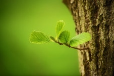 나무 나뭇잎 잎 - Pixabay의 무료 사진 - Pixabay 나무 나뭇잎 잎 - Pixabay의 무료 사진
