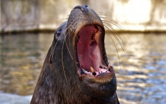 Seal Sea Lion Swim - Free photo on Pixabay