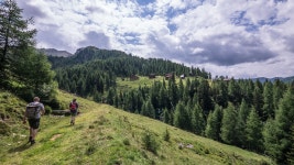 자연 산 나무 - Pixabay의 무료 사진