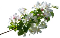 꽃 사과 봄 - Pixabay의 무료 사진