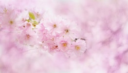 벚꽃 벚나무 나무 체리 - Pixabay의 무료 사진 Pixabay의 무료 이미지 - 벚꽃, 벚나무, 나무, 체리 일본어, 체리 장식