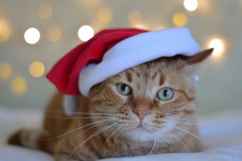 Nice Cat Animal - Free photo on Pixabay Free Image on Pixabay - Nice, Cat, Animal, Portrait, Pet