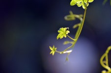 Nature Flower Flora - Free photo on Pixabay