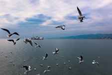 조류 갈매기 자연 체의 - Pixabay의 무료 사진 - Pixabay 조류 갈매기 자연 체의 - Pixabay의 무료 사진