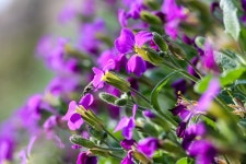 Pázsitviola 꽃 자연 · Pixabay의 무료 사진 Pixabay의 무료 이미지 - Pázsitviola, 꽃, 자연, 공장, 정원, 피는, 봄