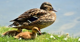 Mallard Chick Infant - Free photo on Pixabay