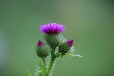 5,000+ Free Fin Thistle & Nature Images - Pixabay