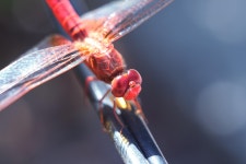 잠자리 자연 아 - Pixabay의 무료 사진