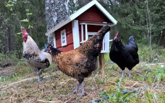 조류 농장 동물의 왕국 - Pixabay의 무료 사진