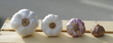 무료 사진: 마늘, 코끼리 마늘, 마늘색, 퍼플늘, 흑마늘, 음식, 벽지 - Pixabay의 무료 이미지 - 3211724