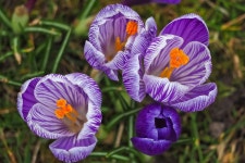 자연 공장 꽃 - Pixabay의 무료 사진