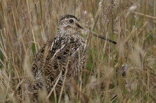 Wildlife Bird Nature - Free photo on Pixabay - Pixabay Wildlife Bird Nature - Free photo on Pixabay