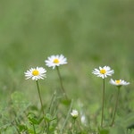 Gänsblümchen 자연 목초지 - Pixabay의 무료 사진