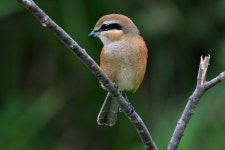 야생 동물 조류 자연 - Pixabay의 무료 사진