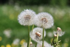 민들레 자연 공장 - Pixabay의 무료 사진 - Pixabay 민들레 자연 공장 - Pixabay의 무료 사진