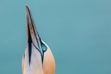 60+ Free Moru & Northern Gannet Photos - Pixabay