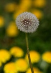 Dandelion Down Yellow - Free photo on Pixabay