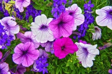 Flower Flora Garden - Free photo on Pixabay