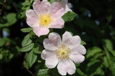 30,000개 이상 무료 Wild Rose 및 자연 사진 - Pixabay