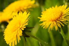 민들레 Sonchus Oleraceus 봄 - Pixabay의 무료 사진