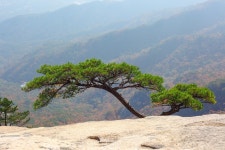 산 바위 소나무 - Pixabay의 무료 사진