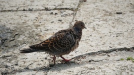 멧비둘기 비둘기 공원 - Pixabay의 무료 사진