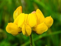 msn1362 - Pixabay Download free media from msn1362 | Pixabay