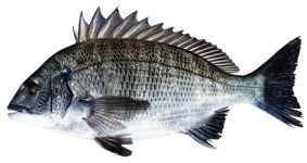 Black Porgy 이미지 · Pixabay · 무료 사진 다운로드