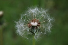 민들레 홀씨 씨앗 · Pixabay의 무료 사진