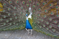 Blue Peacock Proudly - Free photo on Pixabay