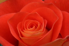 장미 장미축제 자연 - Pixabay의 무료 사진