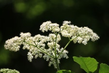 Elder Elderflower White - Free photo on Pixabay