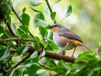 300,000+ Free Green Birds & Bird Images - Pixabay