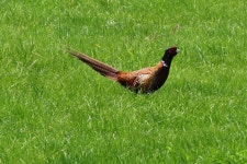 Pheasant Whey Grass - Free photo on Pixabay