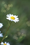 Daisies Flower White - Free photo on Pixabay Free Image on Pixabay - Daisies, Flower, White
