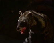 10 + 무료 Civet & 커피 농장 이미지 - Pixabay