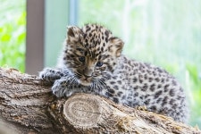 Amur Leopard Baby - Free photo on Pixabay