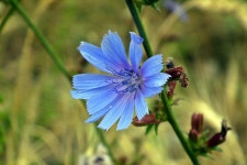 Field Flower Chicory Traveler Blue - Free photo on Pixabay